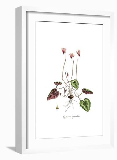 Cyclamen repandum,  Flora Graeca-Ferdinand Bauer-Framed Giclee Print