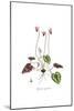 Cyclamen repandum,  Flora Graeca-Ferdinand Bauer-Mounted Giclee Print