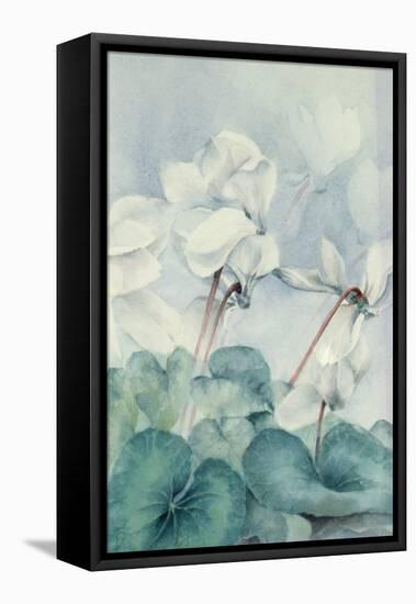 Cyclamen, Triumph White-Karen Armitage-Framed Premier Image Canvas