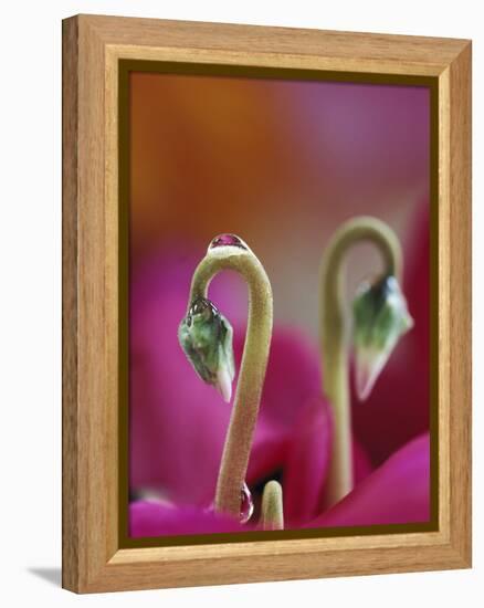 Cyclamen with Water Drop, Pennsylvania, USA-Nancy Rotenberg-Framed Premier Image Canvas