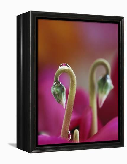 Cyclamen with Water Drop, Pennsylvania, USA-Nancy Rotenberg-Framed Premier Image Canvas