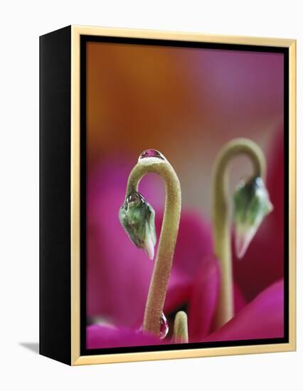 Cyclamen with Water Drop, Pennsylvania, USA-Nancy Rotenberg-Framed Premier Image Canvas