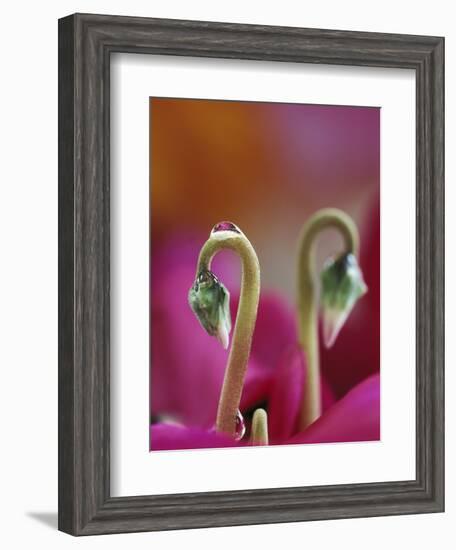 Cyclamen with Water Drop, Pennsylvania, USA-Nancy Rotenberg-Framed Photographic Print