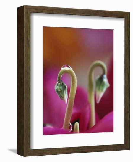 Cyclamen with Water Drop, Pennsylvania, USA-Nancy Rotenberg-Framed Photographic Print