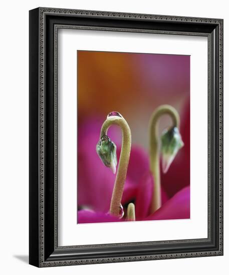 Cyclamen with Water Drop, Pennsylvania, USA-Nancy Rotenberg-Framed Photographic Print