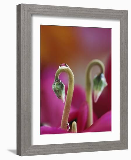 Cyclamen with Water Drop, Pennsylvania, USA-Nancy Rotenberg-Framed Photographic Print