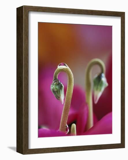 Cyclamen with Water Drop, Pennsylvania, USA-Nancy Rotenberg-Framed Photographic Print