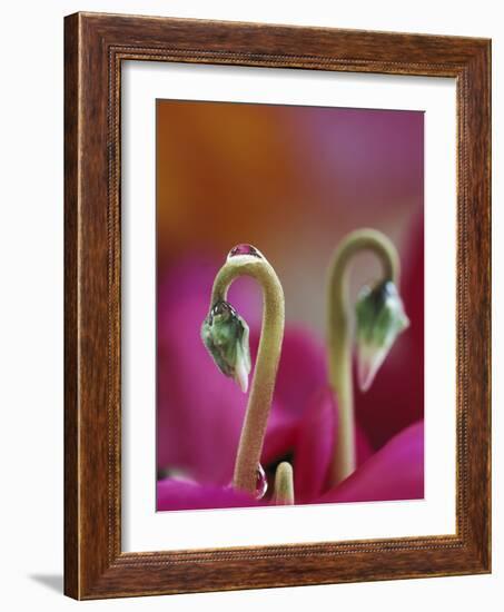 Cyclamen with Water Drop, Pennsylvania, USA-Nancy Rotenberg-Framed Photographic Print