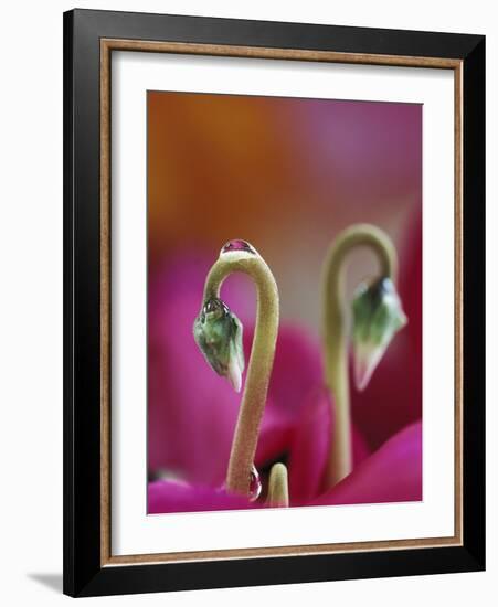 Cyclamen with Water Drop, Pennsylvania, USA-Nancy Rotenberg-Framed Photographic Print