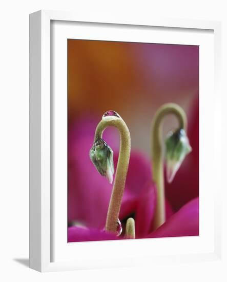 Cyclamen with Water Drop, Pennsylvania, USA-Nancy Rotenberg-Framed Photographic Print