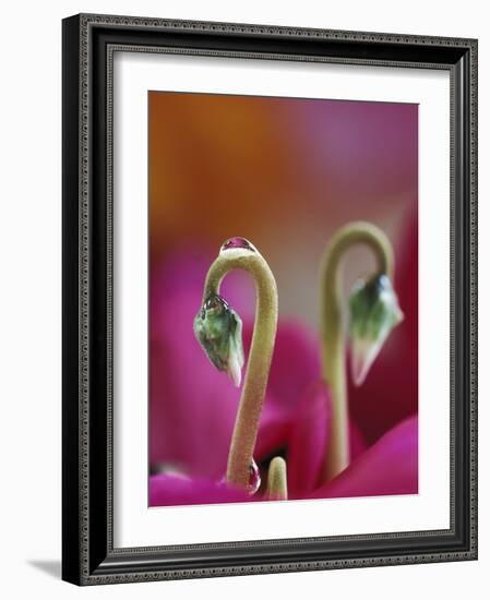 Cyclamen with Water Drop, Pennsylvania, USA-Nancy Rotenberg-Framed Photographic Print