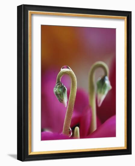 Cyclamen with Water Drop, Pennsylvania, USA-Nancy Rotenberg-Framed Photographic Print