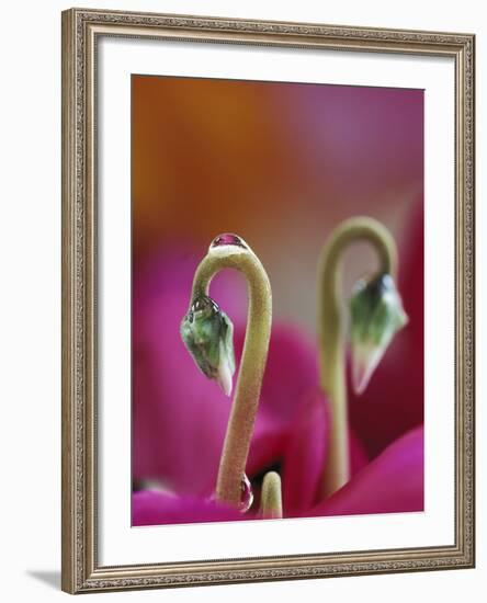 Cyclamen with Water Drop, Pennsylvania, USA-Nancy Rotenberg-Framed Photographic Print