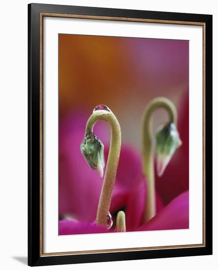 Cyclamen with Water Drop, Pennsylvania, USA-Nancy Rotenberg-Framed Photographic Print