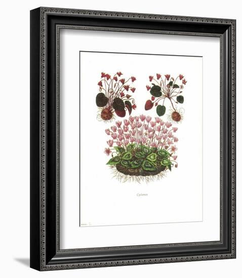 Cyclamen-null-Framed Art Print