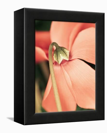 Cyclamen-Angela Drury-Framed Premier Image Canvas