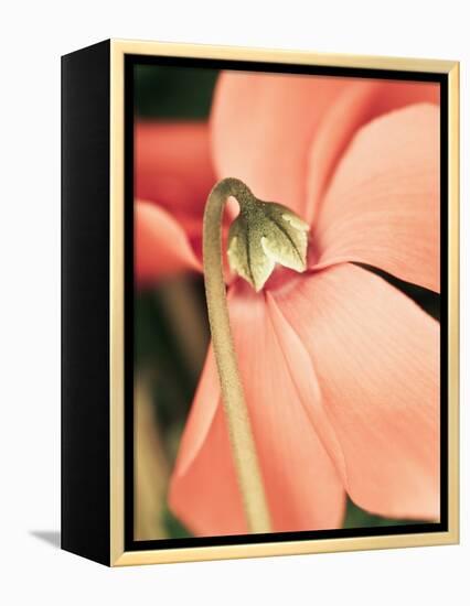 Cyclamen-Angela Drury-Framed Premier Image Canvas