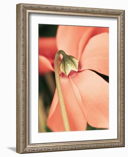 Cyclamen-Angela Drury-Framed Photographic Print