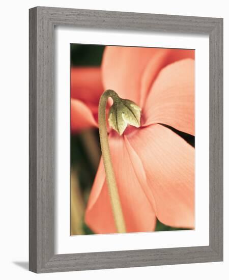 Cyclamen-Angela Drury-Framed Photographic Print