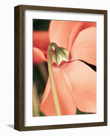 Cyclamen-Angela Drury-Framed Photographic Print