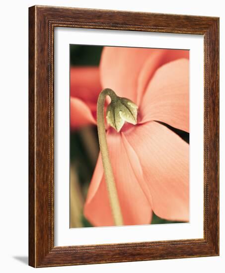 Cyclamen-Angela Drury-Framed Photographic Print