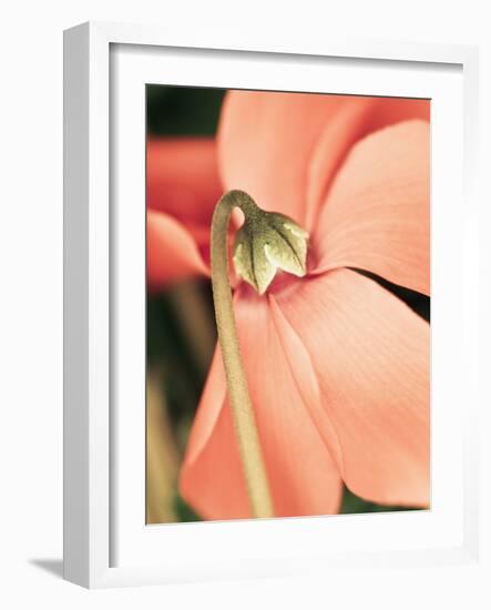 Cyclamen-Angela Drury-Framed Photographic Print