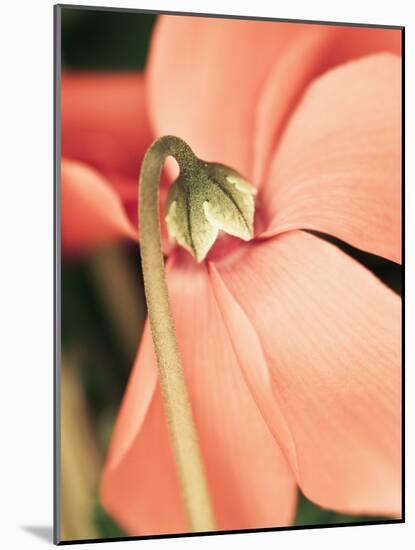 Cyclamen-Angela Drury-Mounted Photographic Print