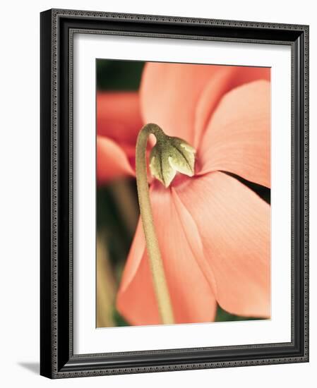 Cyclamen-Angela Drury-Framed Photographic Print