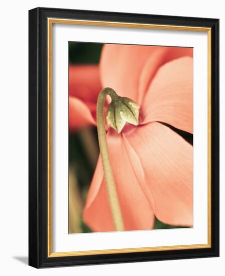 Cyclamen-Angela Drury-Framed Photographic Print