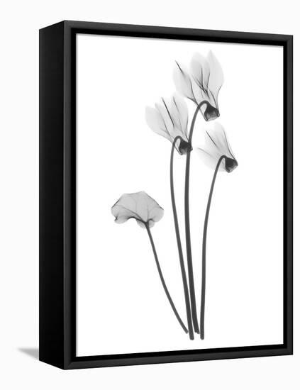 Cyclamen-Albert Koetsier-Framed Stretched Canvas