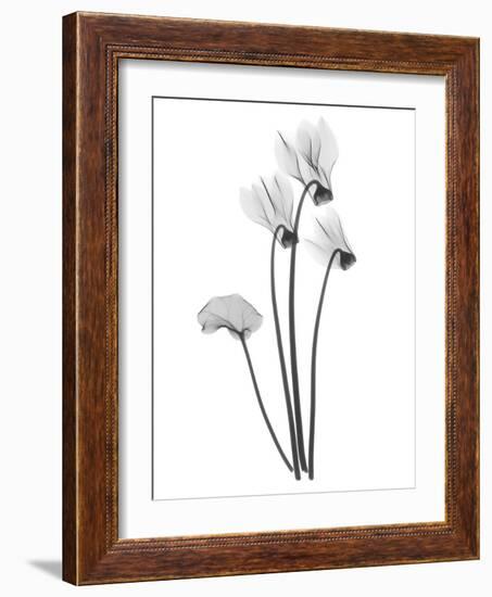 Cyclamen-Albert Koetsier-Framed Art Print