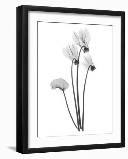 Cyclamen-Albert Koetsier-Framed Art Print