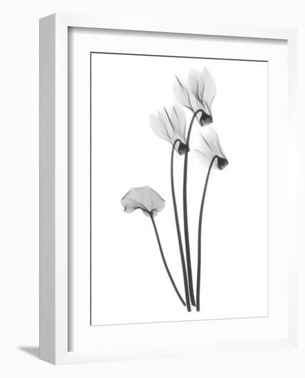 Cyclamen-Albert Koetsier-Framed Art Print