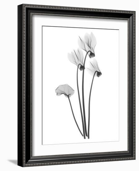 Cyclamen-Albert Koetsier-Framed Art Print