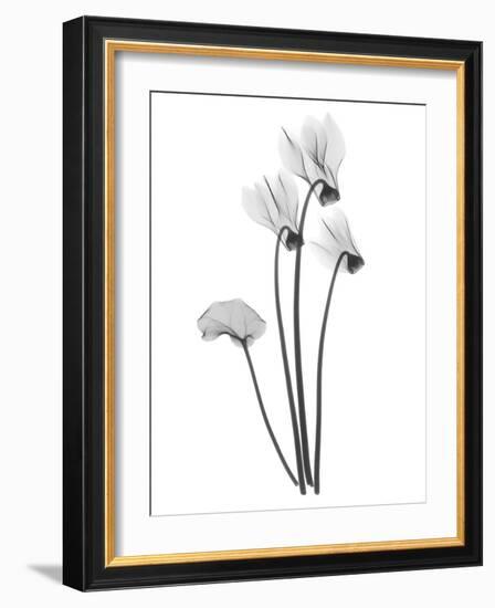 Cyclamen-Albert Koetsier-Framed Art Print