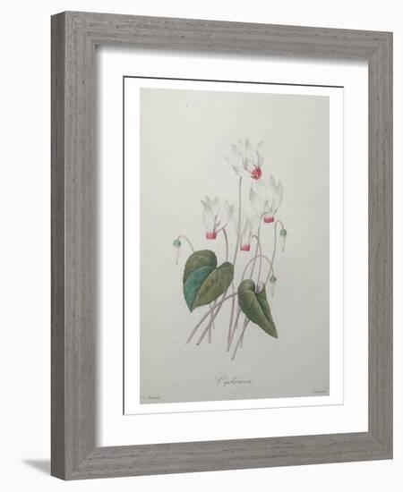 Cyclamen-Pierre-Joseph Redoute-Framed Art Print