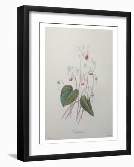 Cyclamen-Pierre-Joseph Redoute-Framed Art Print