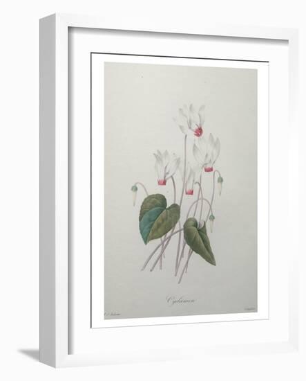 Cyclamen-Pierre-Joseph Redoute-Framed Art Print