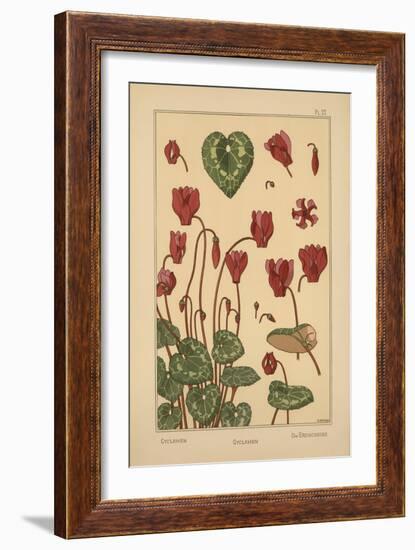 Cyclamen-null-Framed Giclee Print