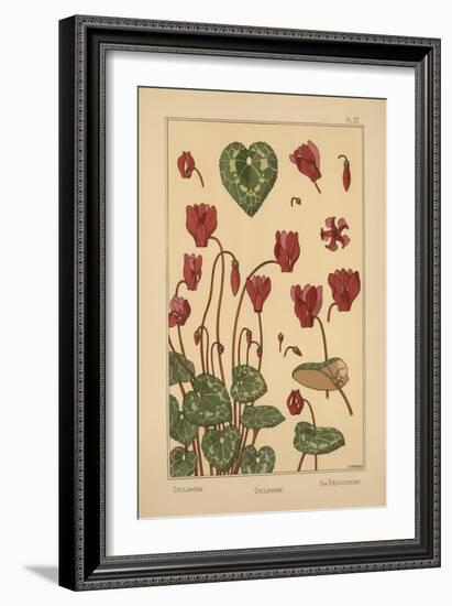 Cyclamen-null-Framed Giclee Print