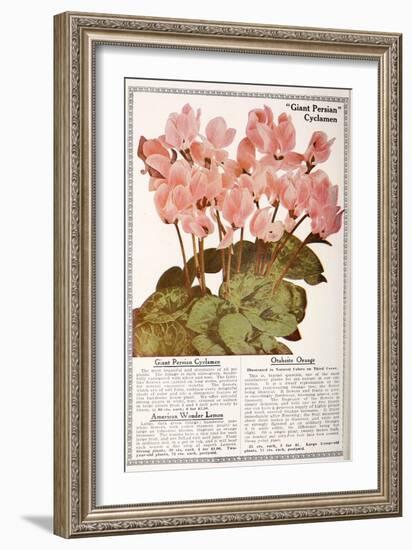 Cyclamen-Vintage Apple Collection-Framed Giclee Print