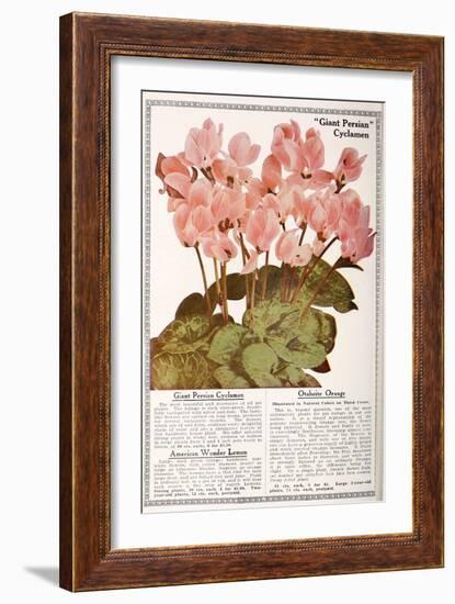 Cyclamen-Vintage Apple Collection-Framed Giclee Print