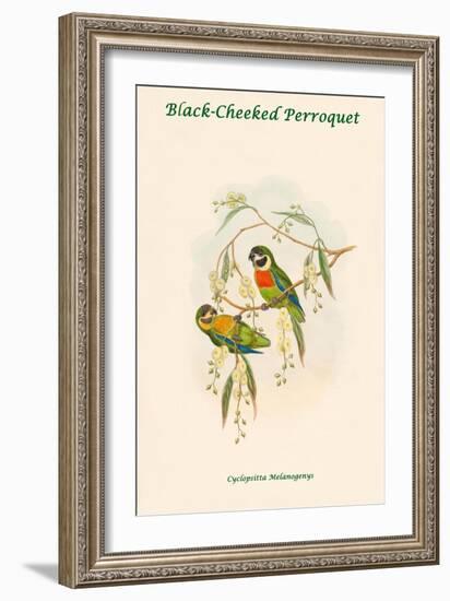 Cyclopsitta Melanogenys - Black-Cheeked Perroquet-John Gould-Framed Art Print