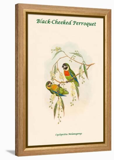 Cyclopsitta Melanogenys - Black-Cheeked Perroquet-John Gould-Framed Stretched Canvas