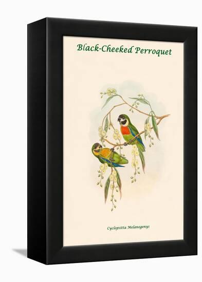 Cyclopsitta Melanogenys - Black-Cheeked Perroquet-John Gould-Framed Stretched Canvas