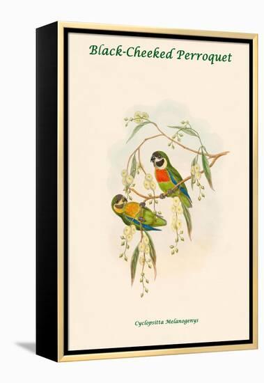 Cyclopsitta Melanogenys - Black-Cheeked Perroquet-John Gould-Framed Stretched Canvas