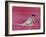 CYD CHARISSE early 50'S (photo)-null-Framed Photo