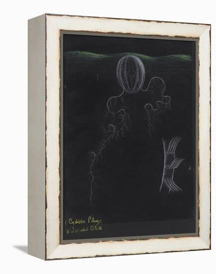 Cydippe Pileus: Sea Gooseberry-Philip Henry Gosse-Framed Premier Image Canvas