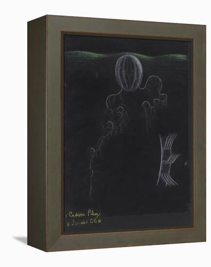 Cydippe Pileus: Sea Gooseberry-Philip Henry Gosse-Framed Premier Image Canvas