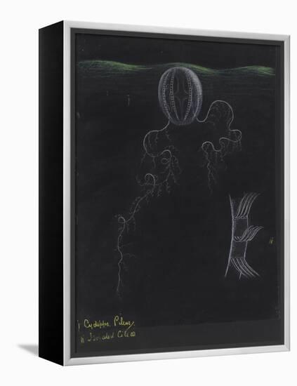 Cydippe Pileus: Sea Gooseberry-Philip Henry Gosse-Framed Premier Image Canvas